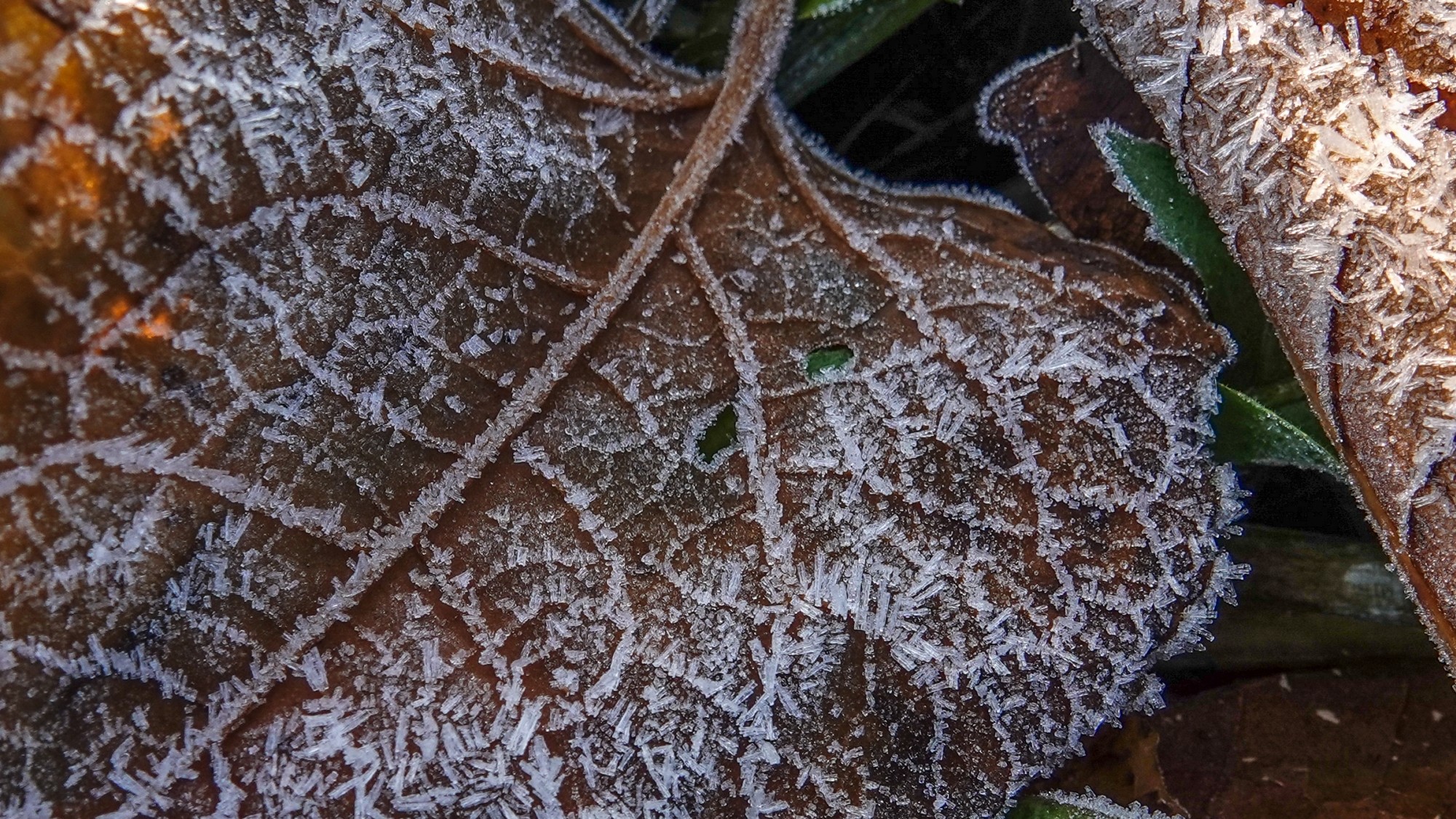 Szron pod lupą - zdjęcie 10