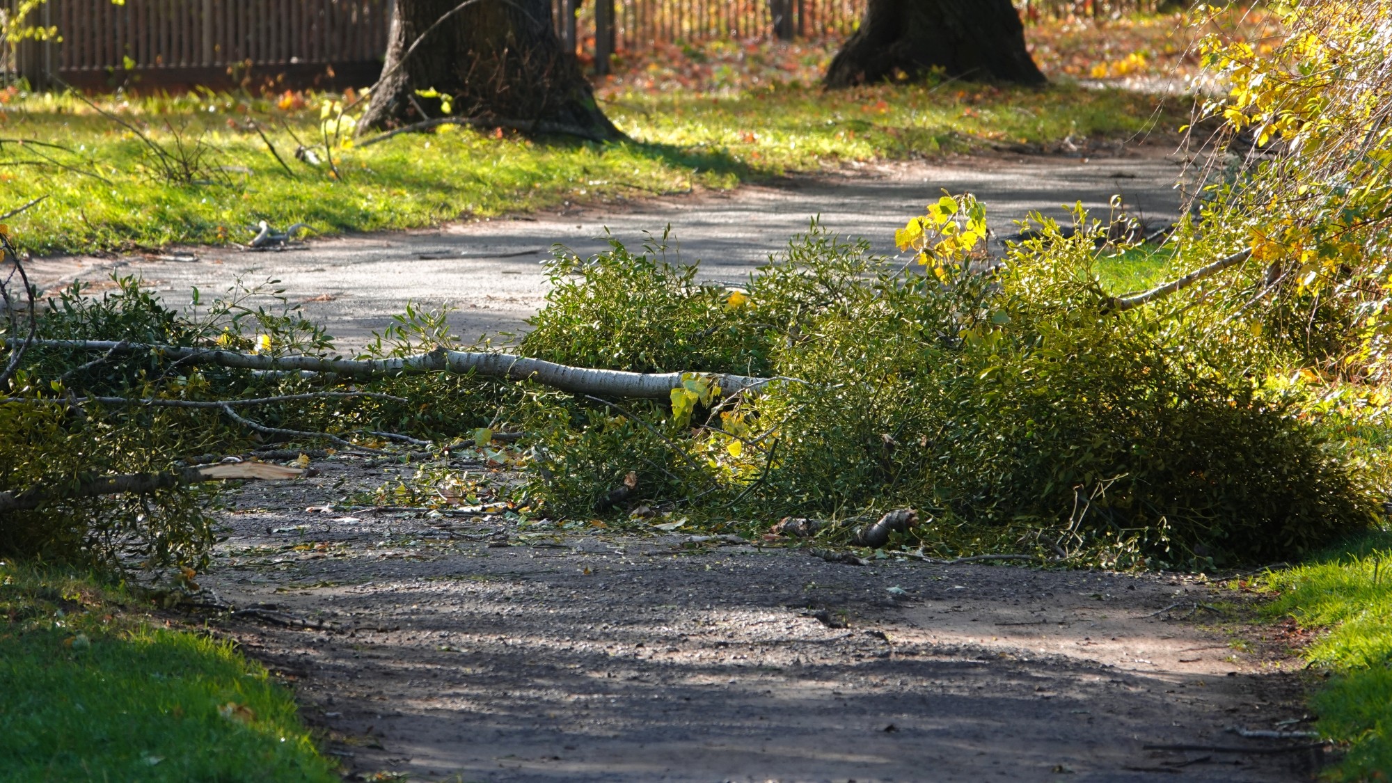 Wichura w Polsce - zdjęcie 7