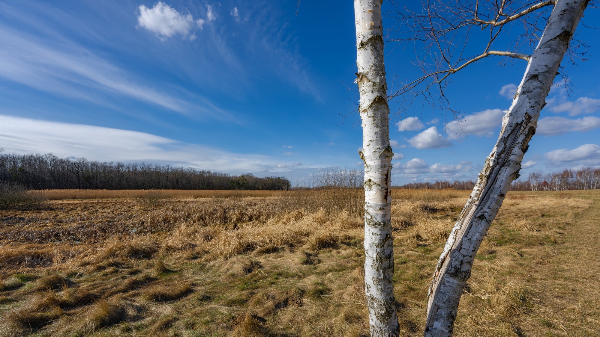 Wiosna coraz bliżej - zdjęcie 31