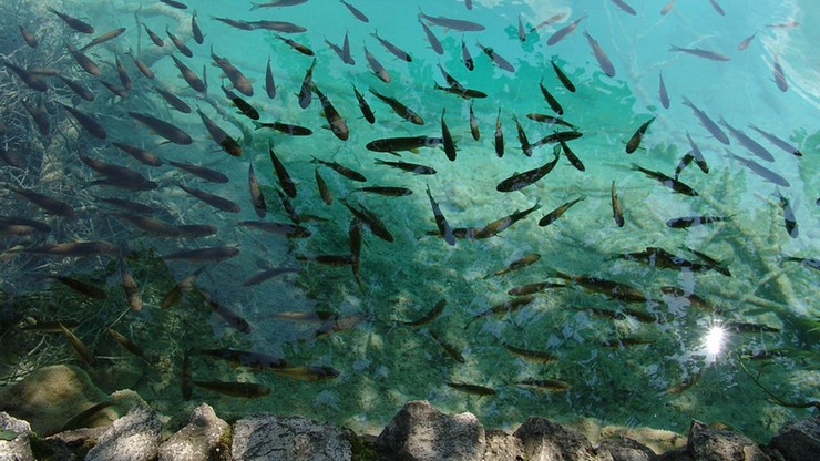 Milion małych ryb trafi do Warty