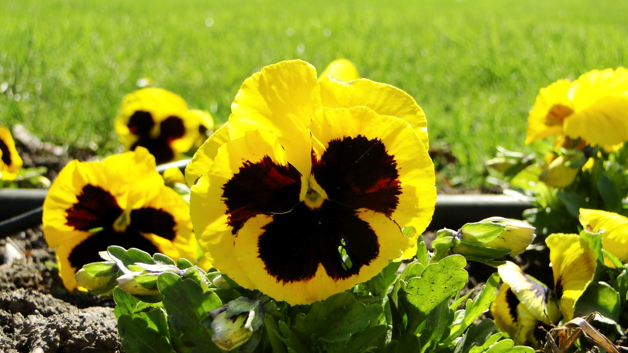 Wiosna radosna - zdjęcie 20