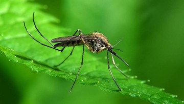 W Rzymie wzrosła liczba zachorowań wywołanych wirusem przenoszonym przez tzw. komary tygrysie