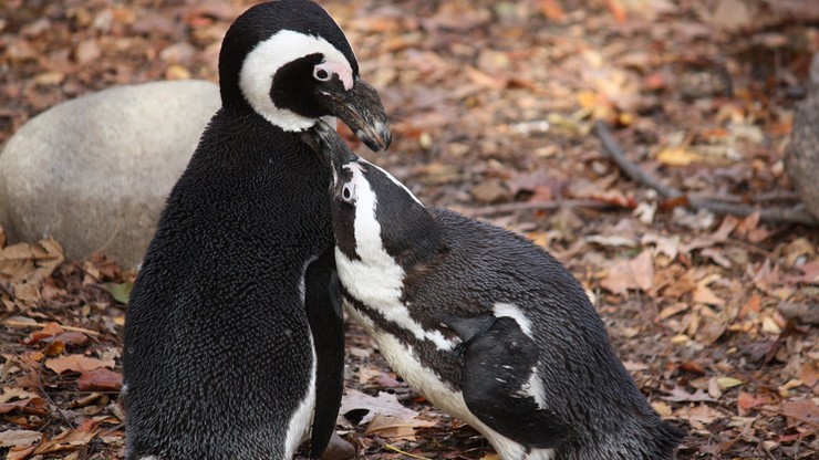 Para homoseksualnych pingwinów ukradła jajo. Teraz wysiadują je na zmianę