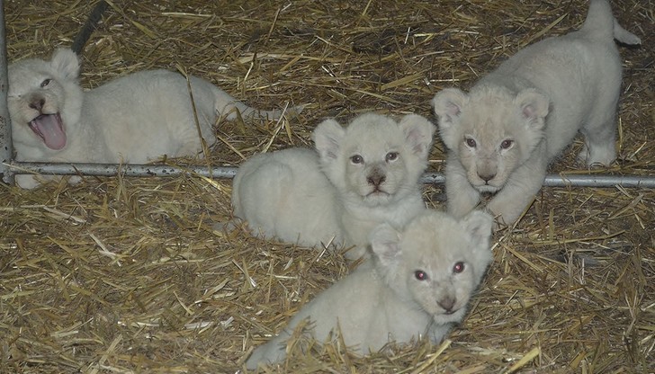 Cztery białe lwiątka urodziły się w Świerkocinie. Ogłoszono konkurs na nadanie im imion