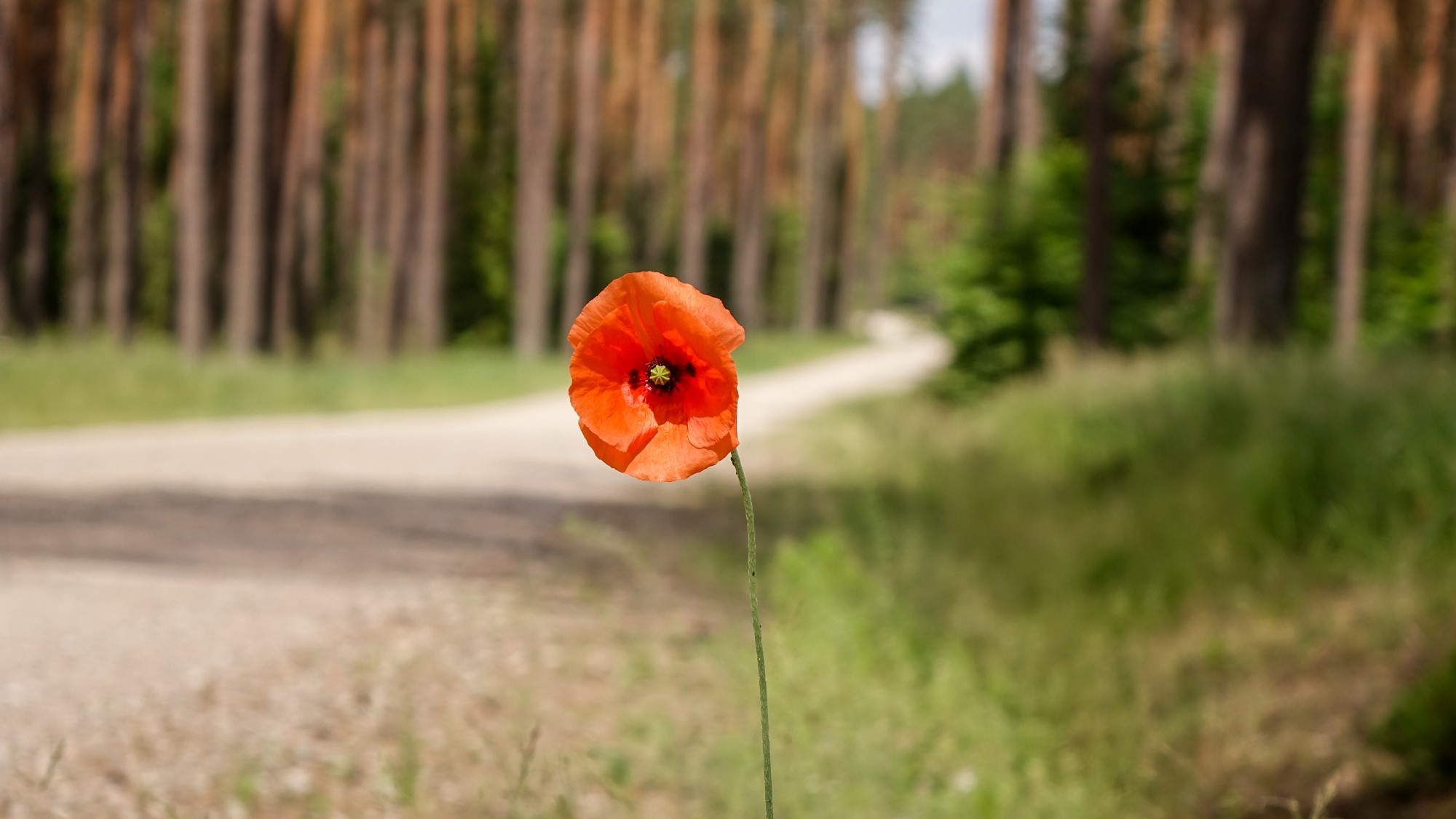 Mazury wiosną - zdjęcie 52