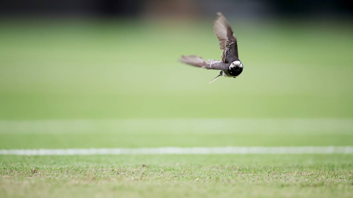 13.07. Wimbledon na żywo. Darmowy stream online. Transmisja z kortu numer 3