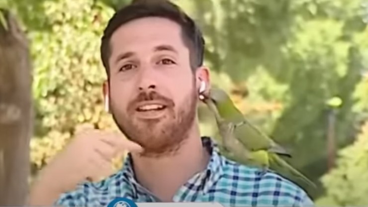 Chile. Papuga wyciągnęła reporterowi z ucha bezprzewodową słuchawkę
