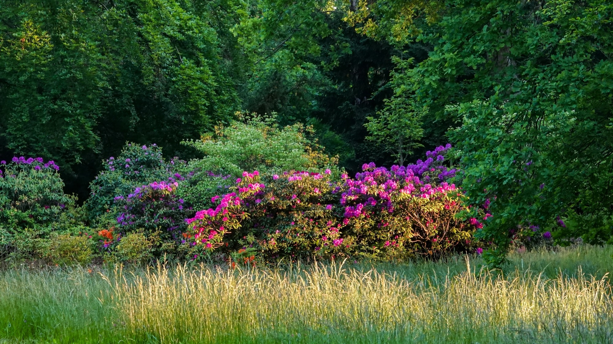 Całe piękno późnej wiosny - zdjęcie 47