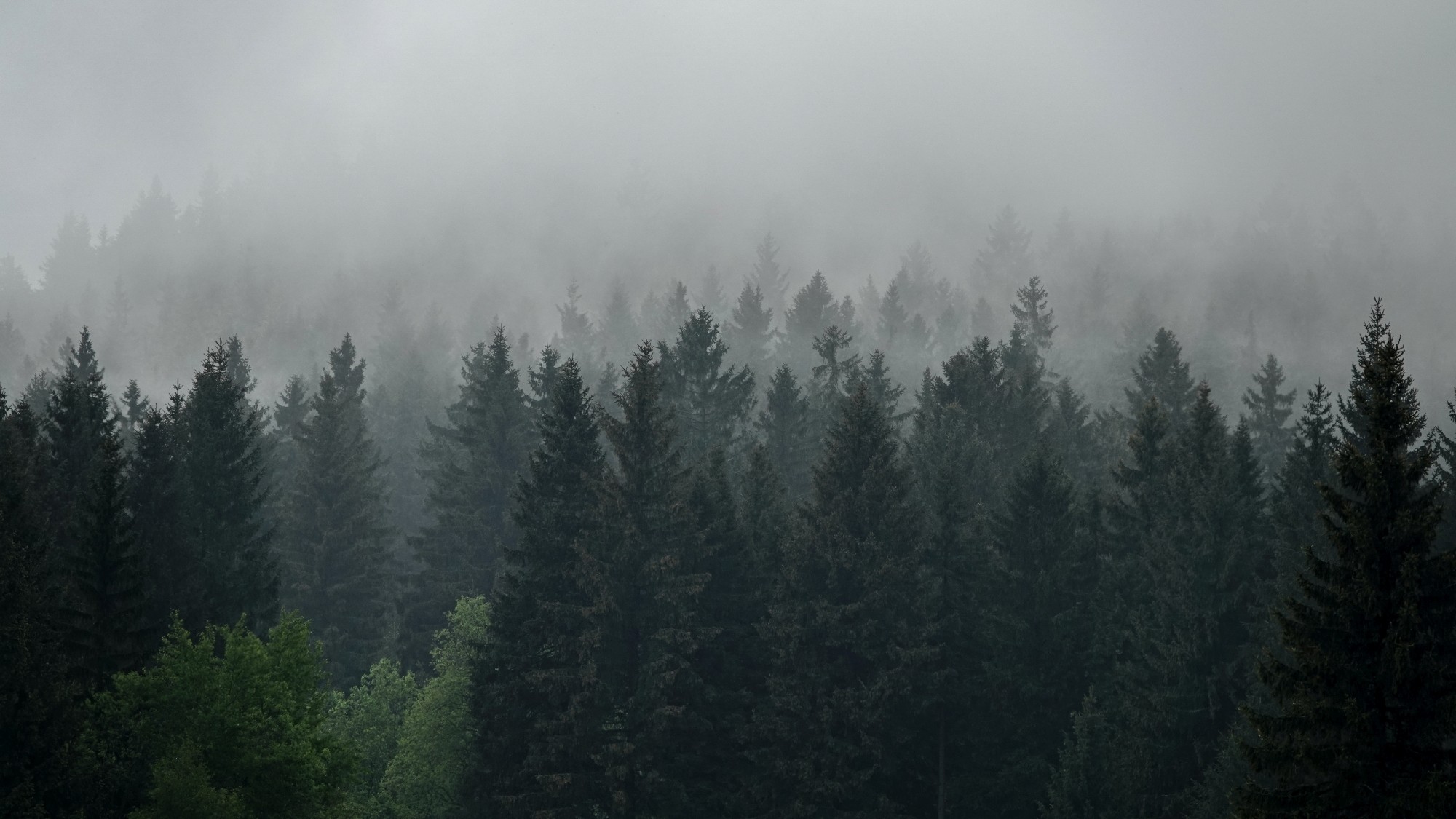 Środek lata w plenerze - zdjęcie 26