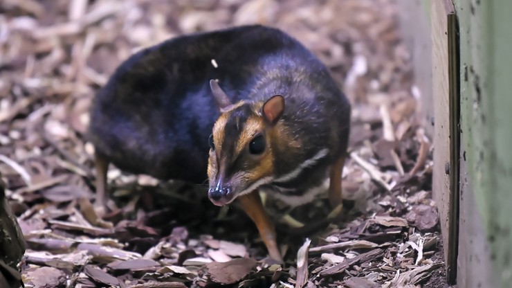 Myszojeleń z wrocławskiego zoo dostał imię. "Gabarytami już zbliża się do dorosłych osobników"