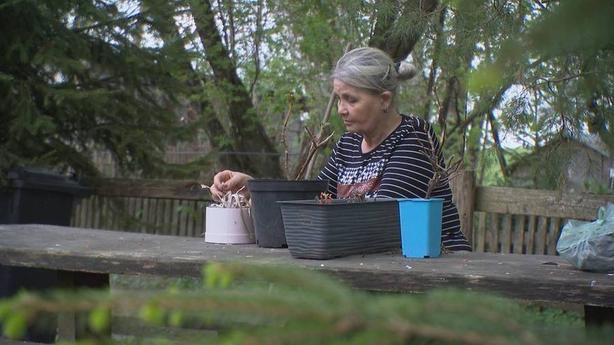 Kobieta z siwymi włosami siedzi przy drewnianym stole na zewnątrz, a przed nią znajdują się doniczki i niebieski kubek. Pali papierosa.