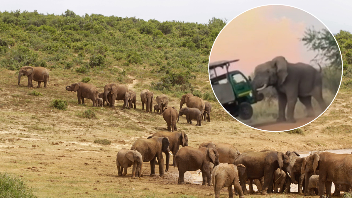 RPA: Słoń zaatakował turystów. Zwierzę odstraszył przewodnik