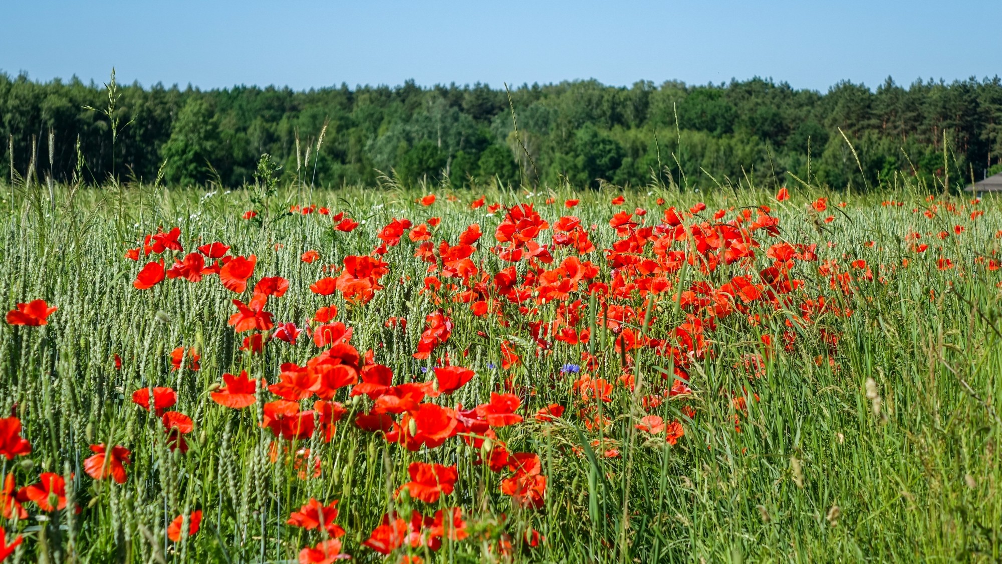 Uroki lata za miastem - zdjęcie 29