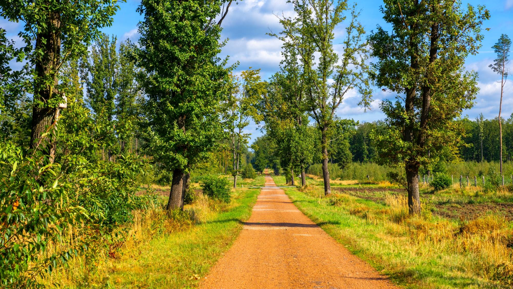 Kolory lata - zdjęcie 29