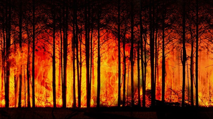 Pożary koło Madrytu - spłonęło 600 ha lasów, m.in. w parku narodowym