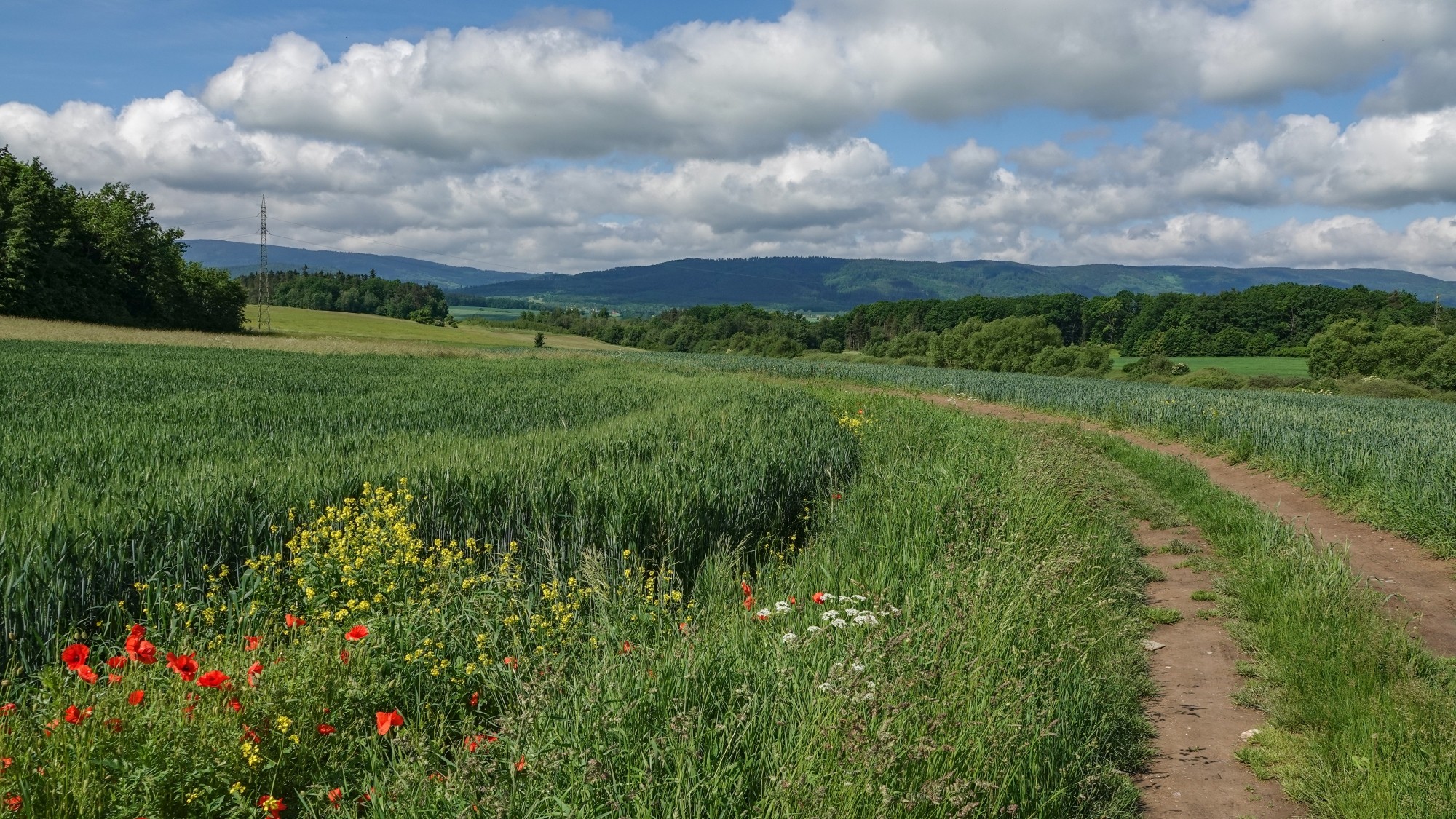 Letnie klimaty na łonie natury - zdjęcie 44