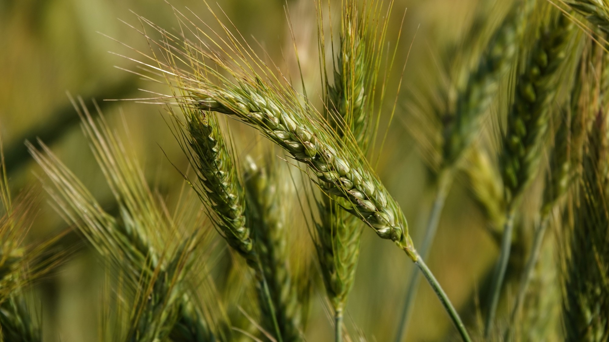 Letnie klimaty na łonie natury - zdjęcie 34