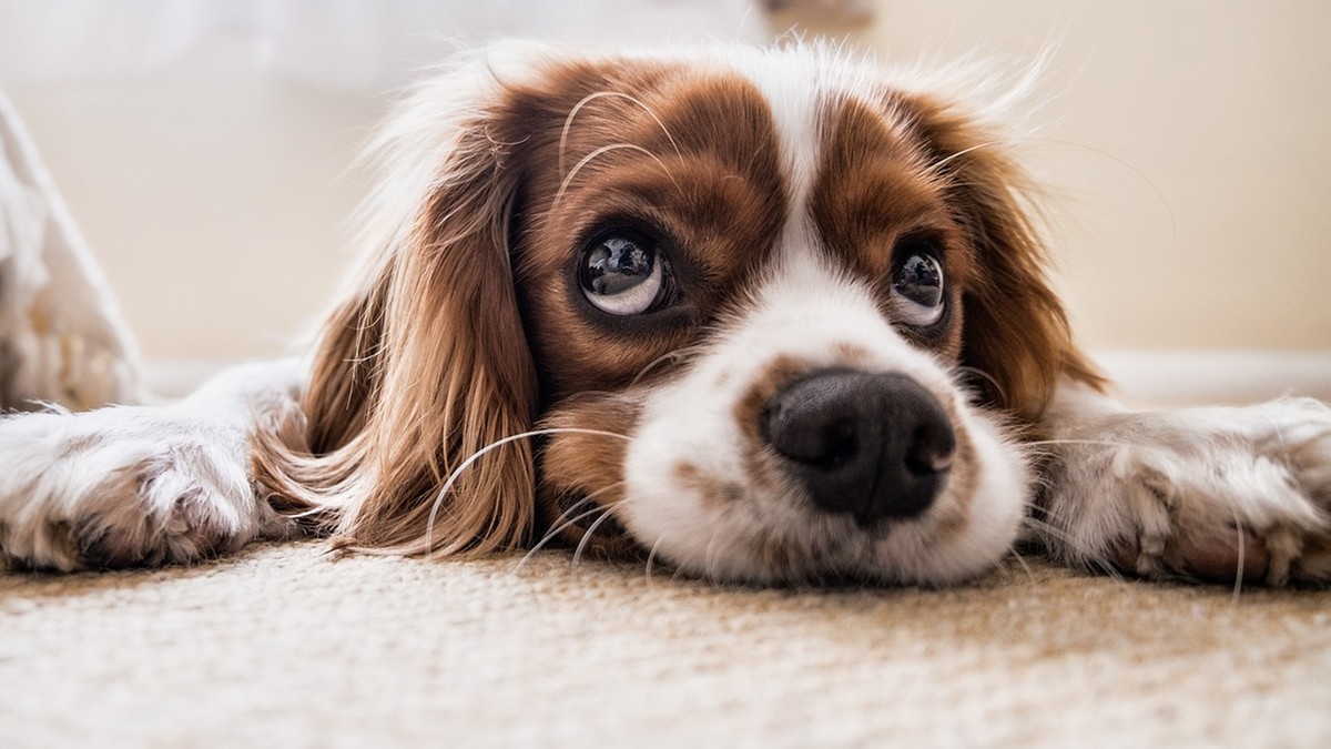 Ubezpieczenie psa – czy warto? Co musisz o nim wiedzieć?