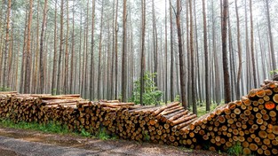 03.11.2021 05:58 Popyt na drewno rośnie, a oni właśnie ustalili, że skończą z masową wycinką lasów... ale dopiero za 9 lat