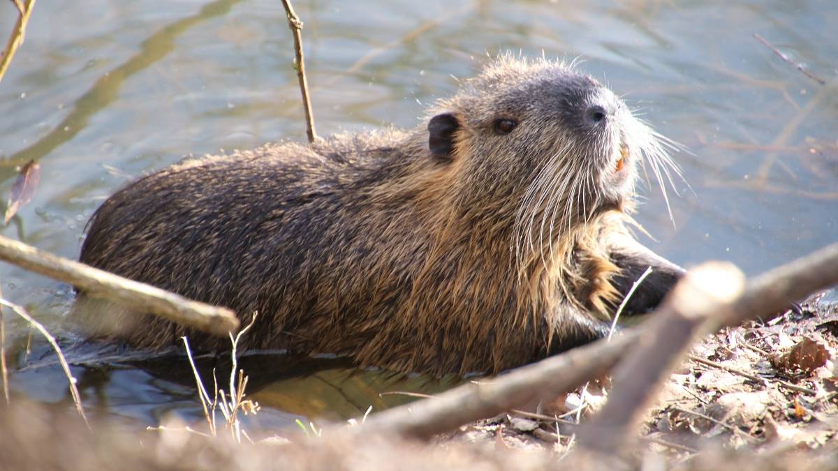 Bobry to wyjątkowi inżynierowie. Fot. Pixabay.