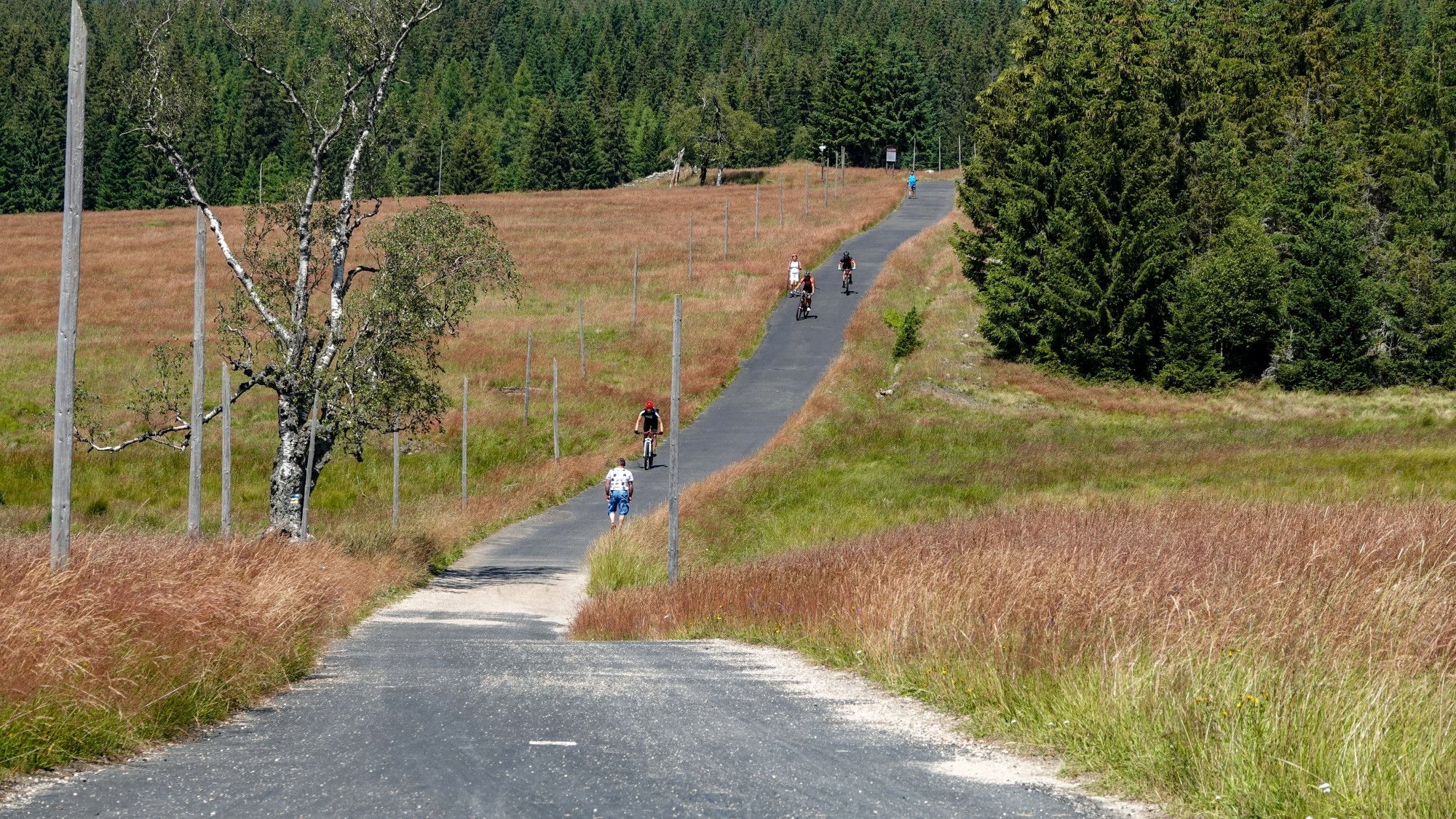 Środek lata w plenerze - zdjęcie 41