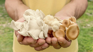 W lasach pojawił się jeden z najzdrowszych grzybów. Prawdziwe superfood