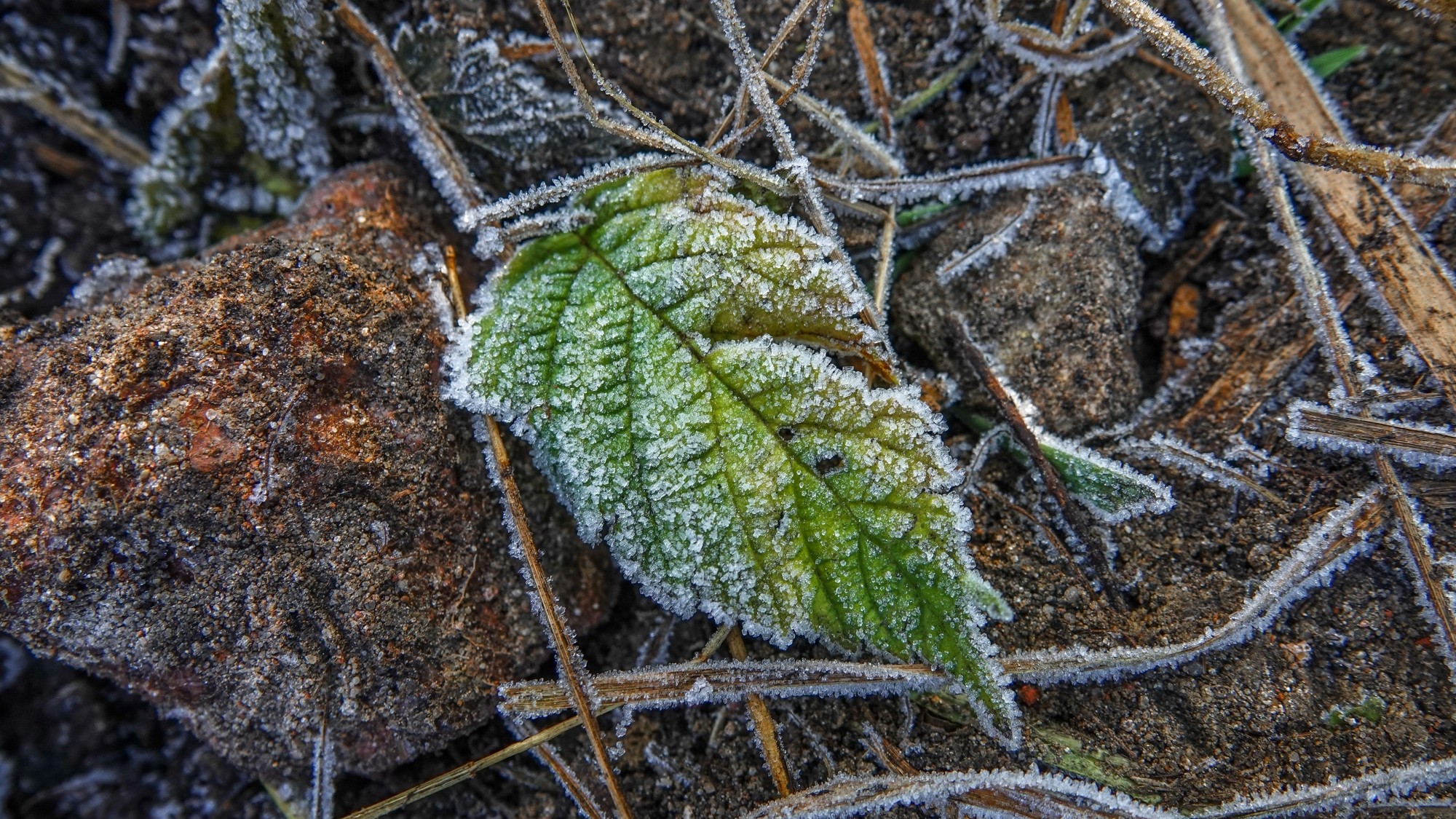 Szron pod lupą - zdjęcie 22