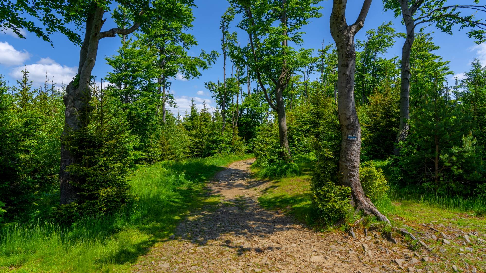 Kolory lata - zdjęcie 33