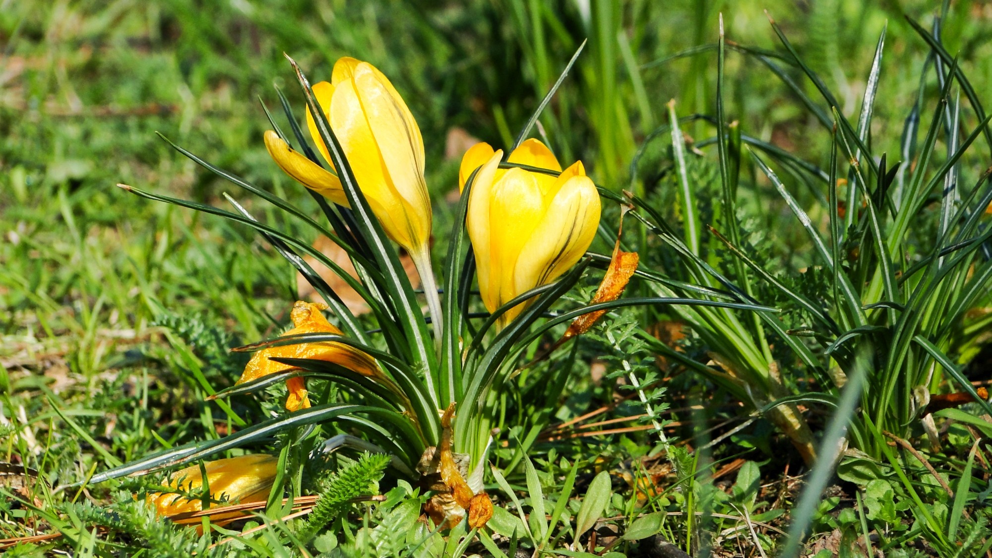 Wiosna radosna - zdjęcie 38