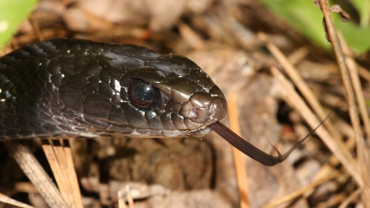 Jad jednego z najgroźniejszych węży może posłużyć do uśmierzania bólu