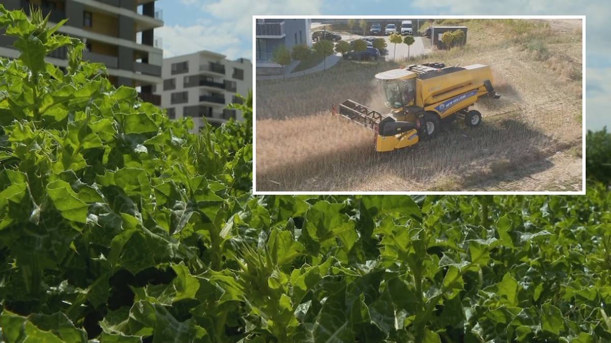 Żniwa między blokami w Lublinie. Pole warte miliony idzie na sprzedaż