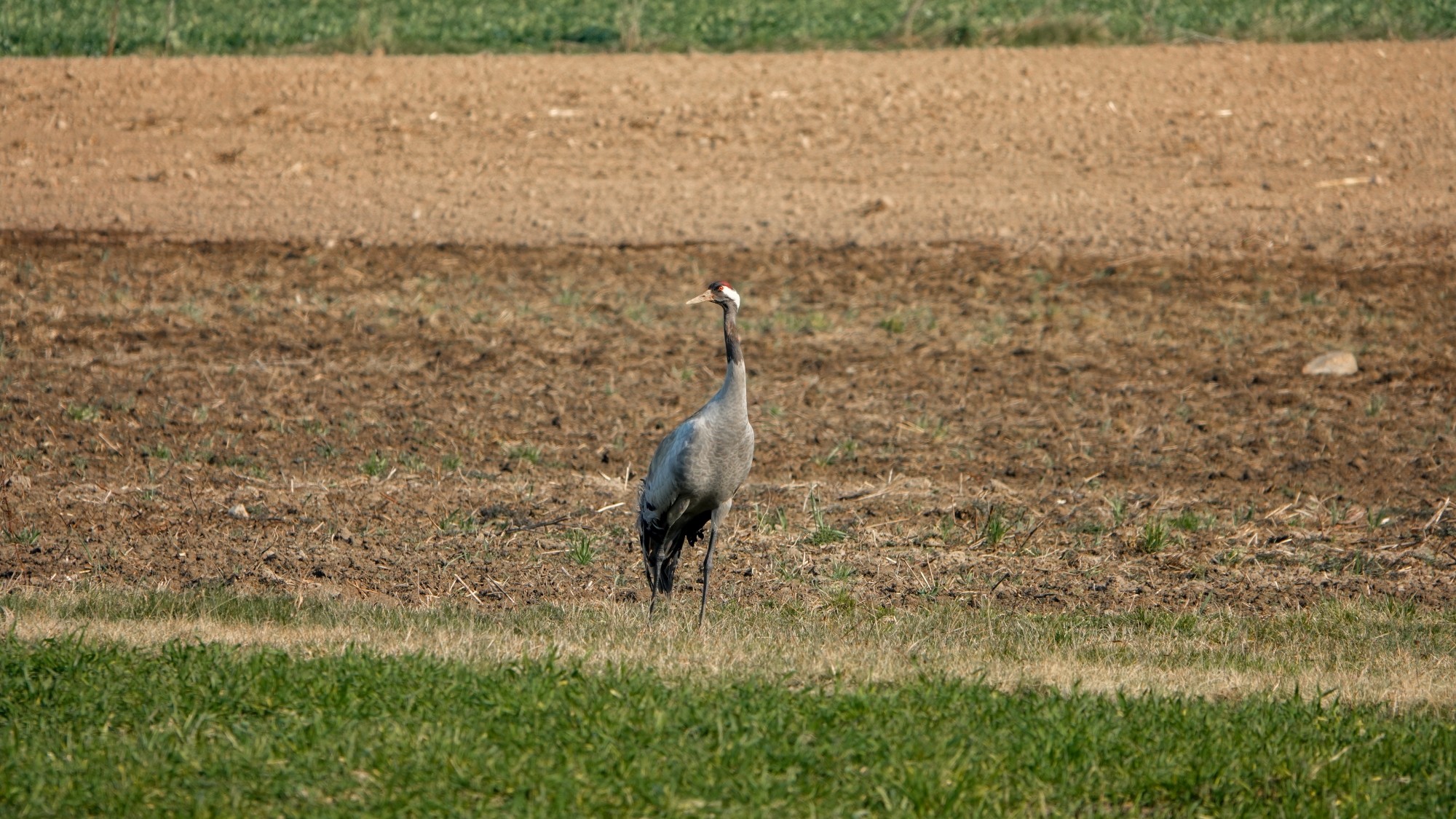 Z kamerą wśród zwierząt - zdjęcie 10