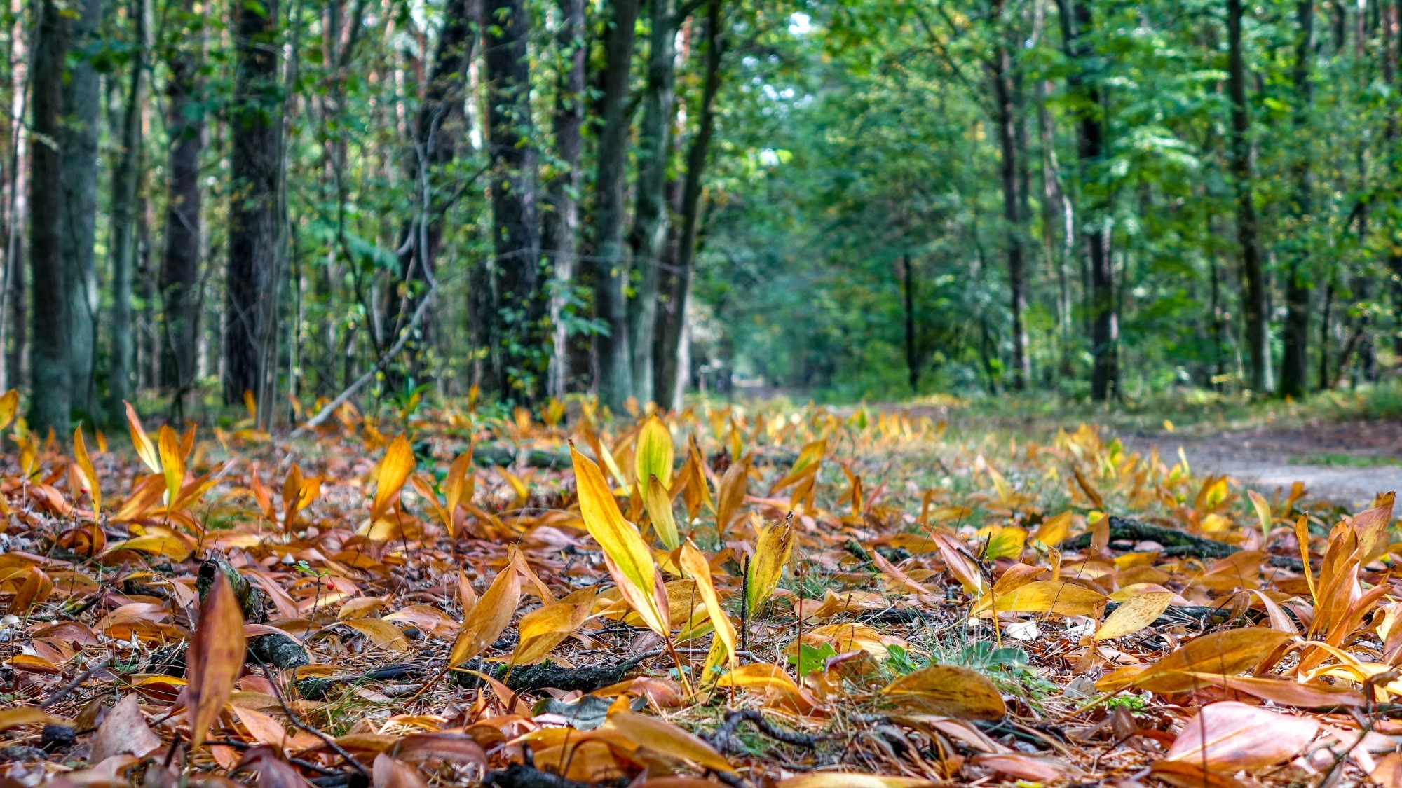 Polskie krajobrazy w 2019 roku - zdjęcie 42