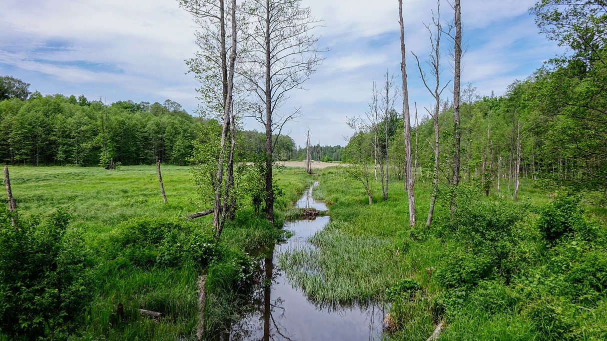 Białowieski Park Narodowy - zdjęcie 9