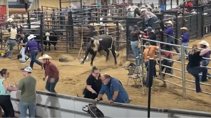 USA: Byk wydostał się z zagrody podczas rodeo. Wbiegł na trybunę pełną ludzi