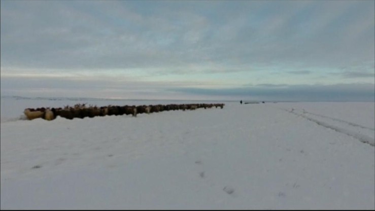 Pasterze i ponad 160 tys. owiec ugrzęźli w śniegu. 70 godzin czekali na ratunek