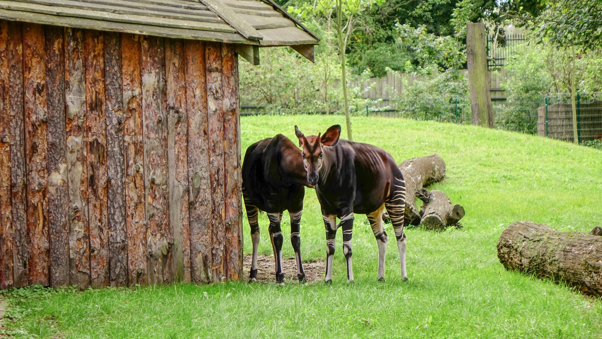 Z kamerą wśród zwierząt - zdjęcie 16
