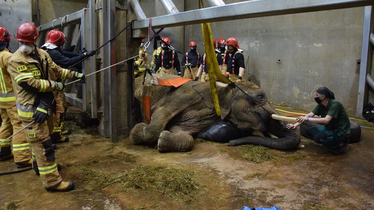 W zoo zaniemogła słonica. Na pomoc ruszyli strażacy