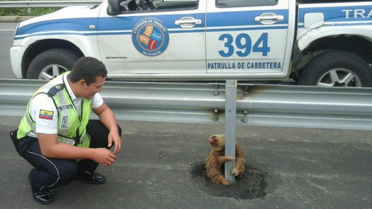 Ekwador: policjanci uratowali przestraszonego leniwca