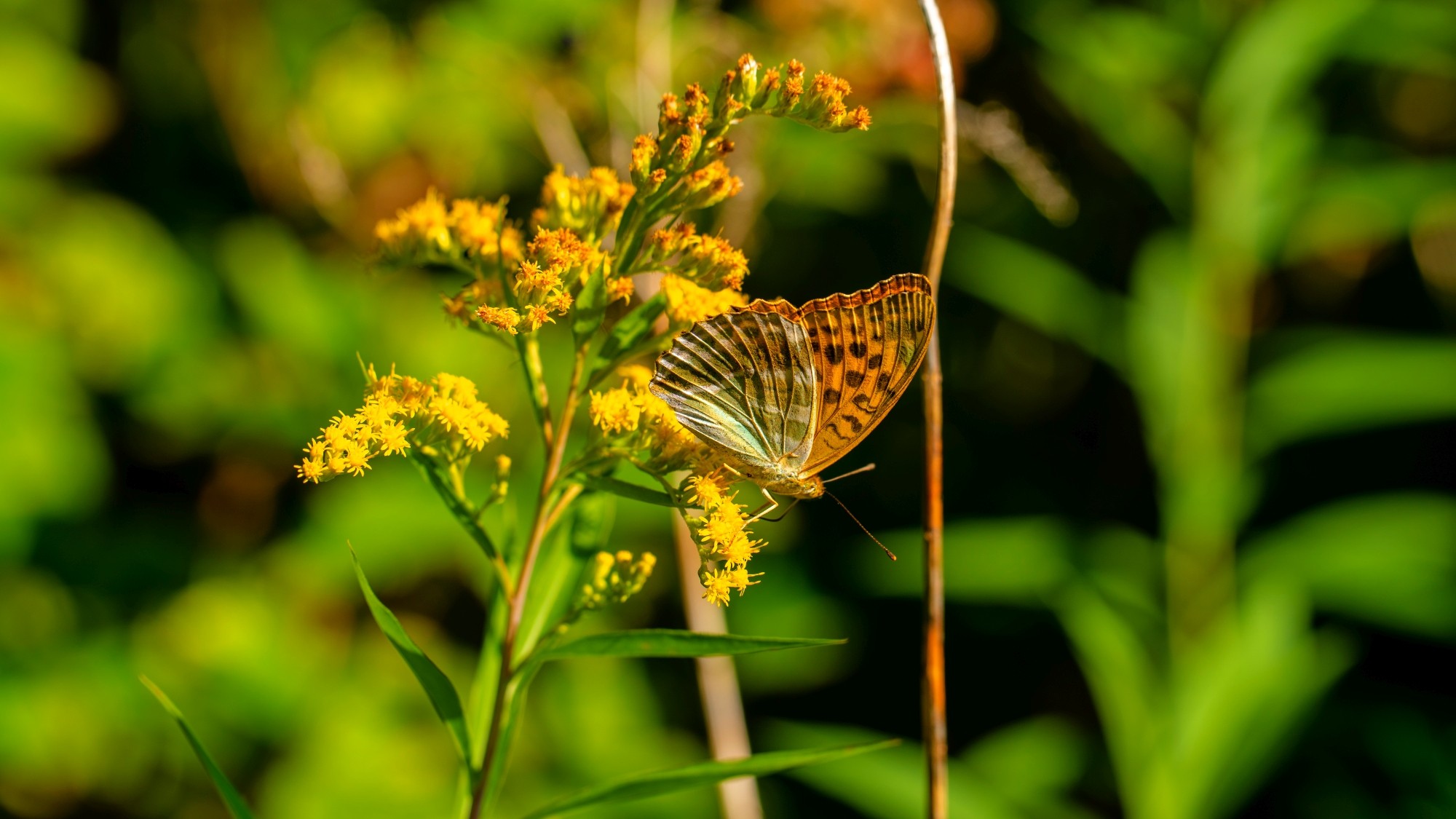 Wśród natury - zdjęcie 11