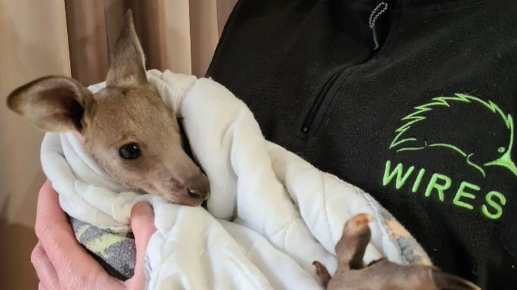Australia. Masowe zabójstwo kangurów. Nastolatkowie usłyszeli zarzuty