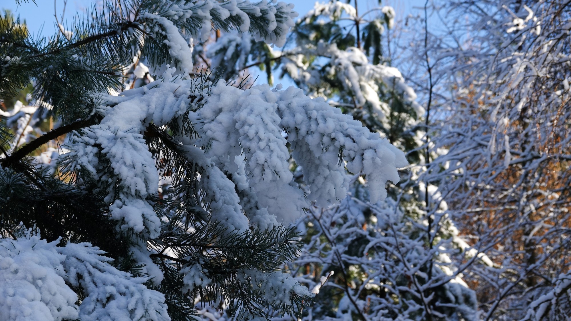 Oblicza zimy - zdjęcie 8