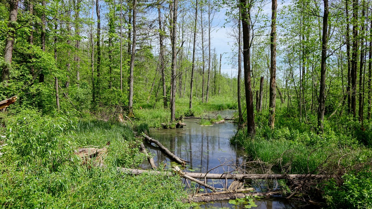 Białowieski Park Narodowy - zdjęcie 14