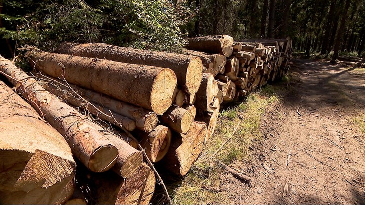 Polacy masowo wykupują drewno na opał. Nadleśnictwa musiały wprowadzić limity