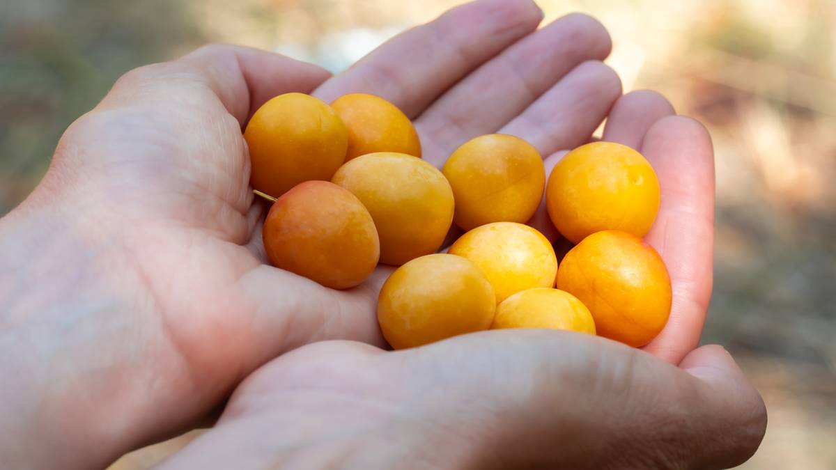 Dłonie trzymające garść małych, owalnych owoców o intensywnie żółtym kolorze.