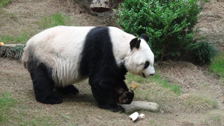 Uśpiono najstarszą pandę żyjącą w niewoli. Jia Jia miała 38 lat