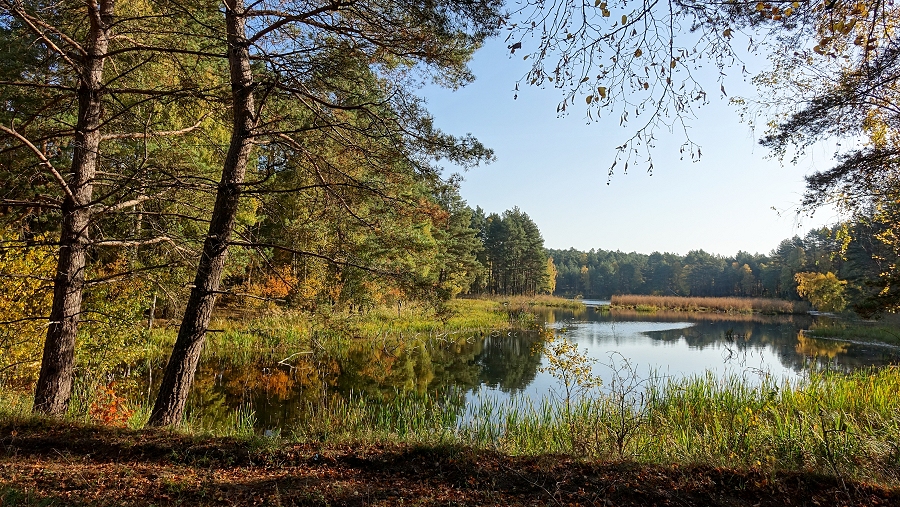 20.08.2019 11:00 Zobacz urocze zakątki w polskich lasach na pięknych zdjęciach, które Cię odstresują