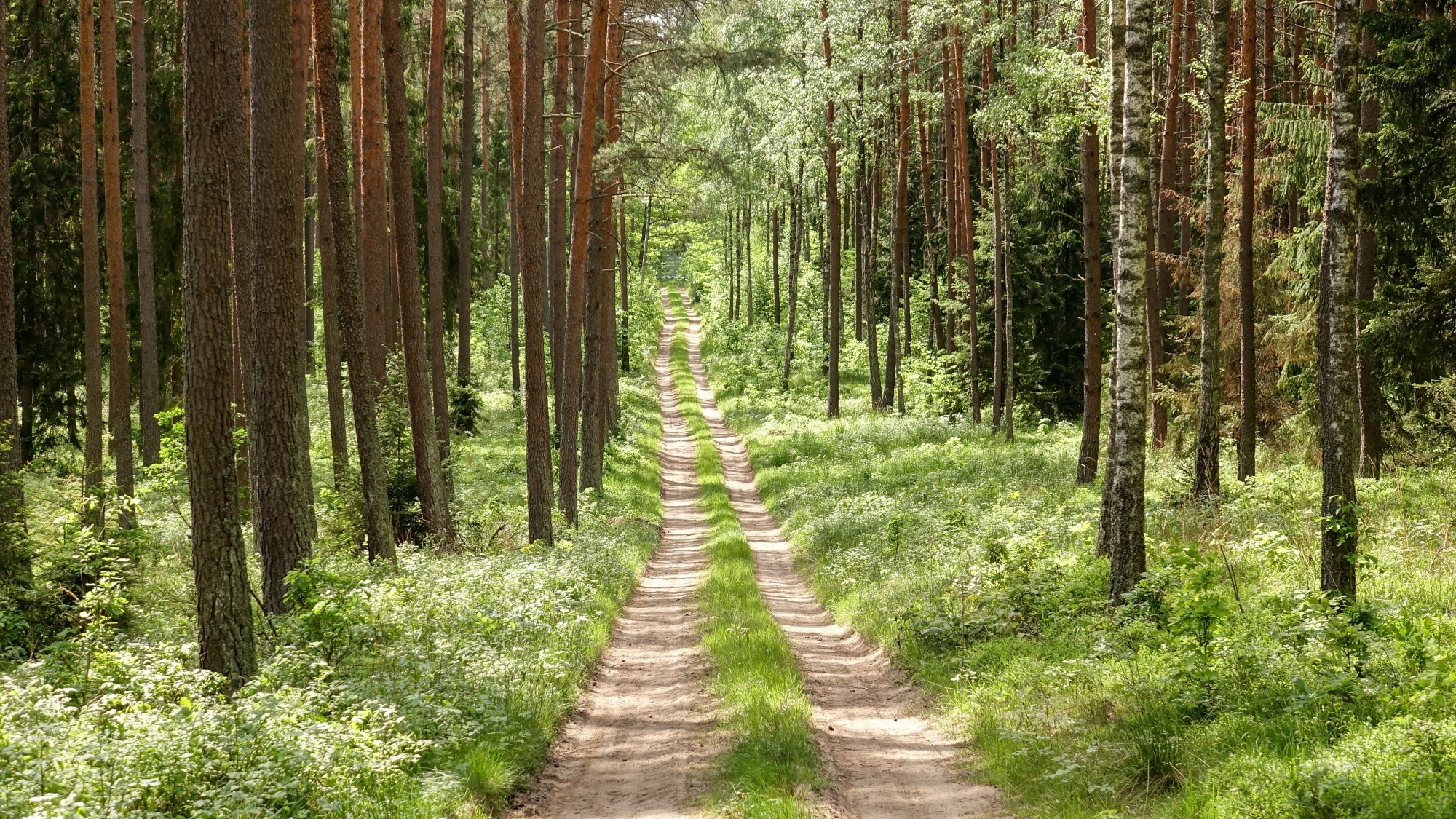 Urocze zakątki w lasach - zdjęcie 31