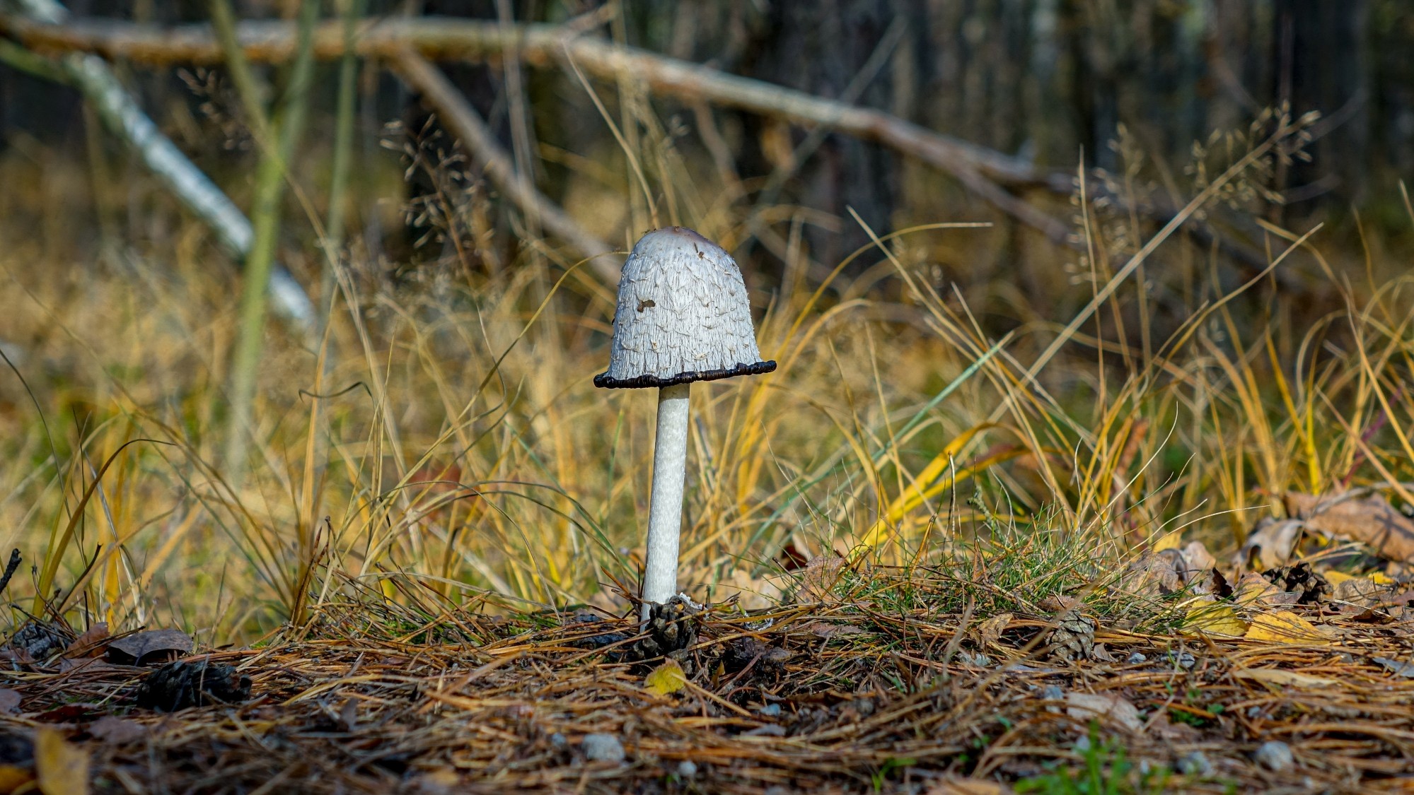 Listopad w obiektywie - zdjęcie 37