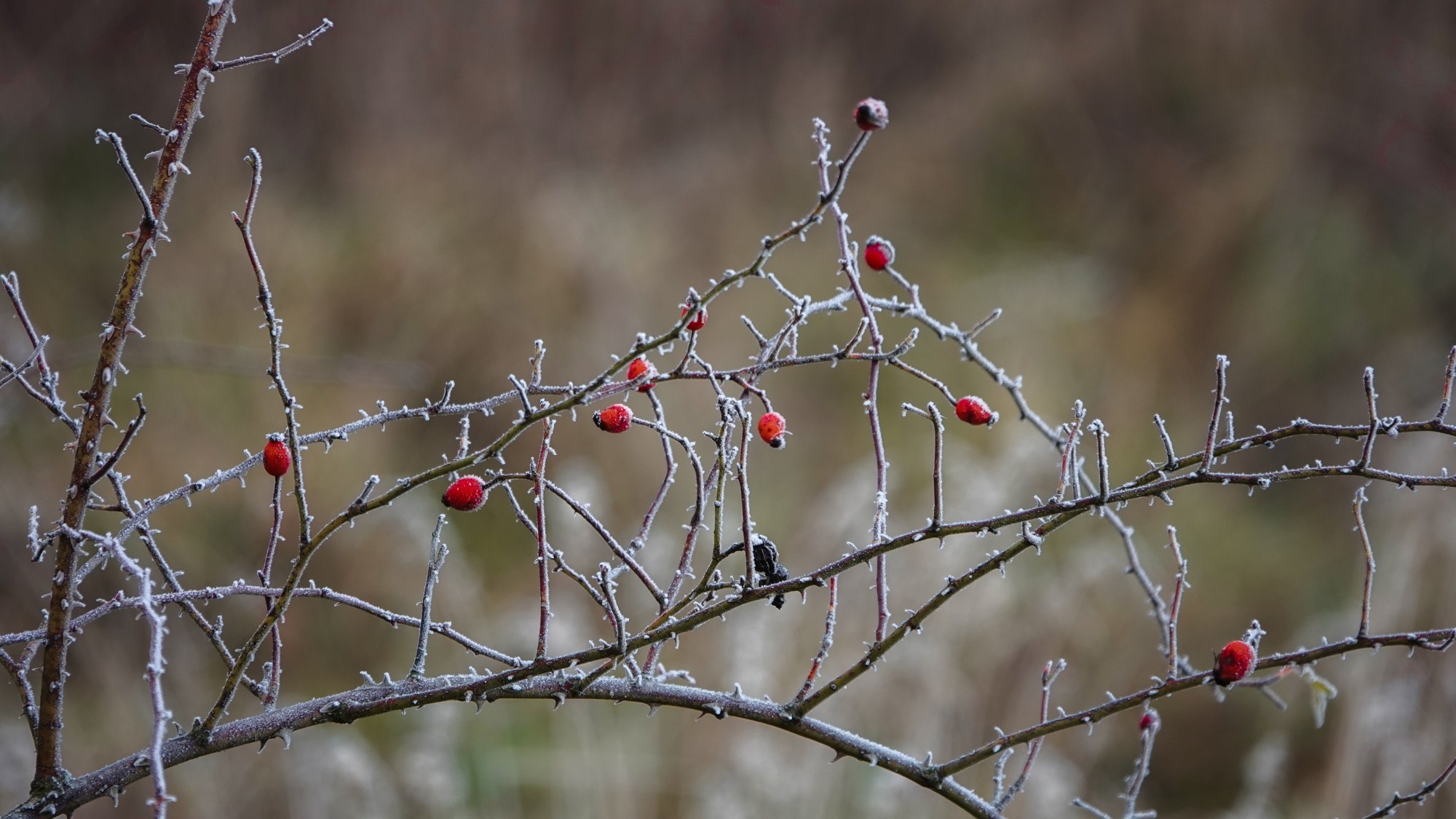 Szron pod lupą - zdjęcie 20